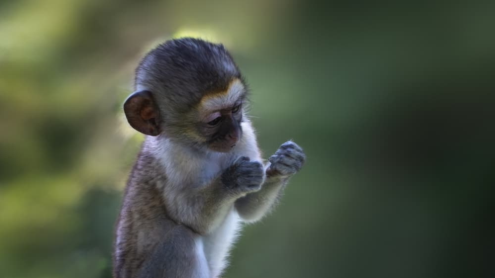 Thoughtful Baby Monkey by Jianping Yang — canvas wall art