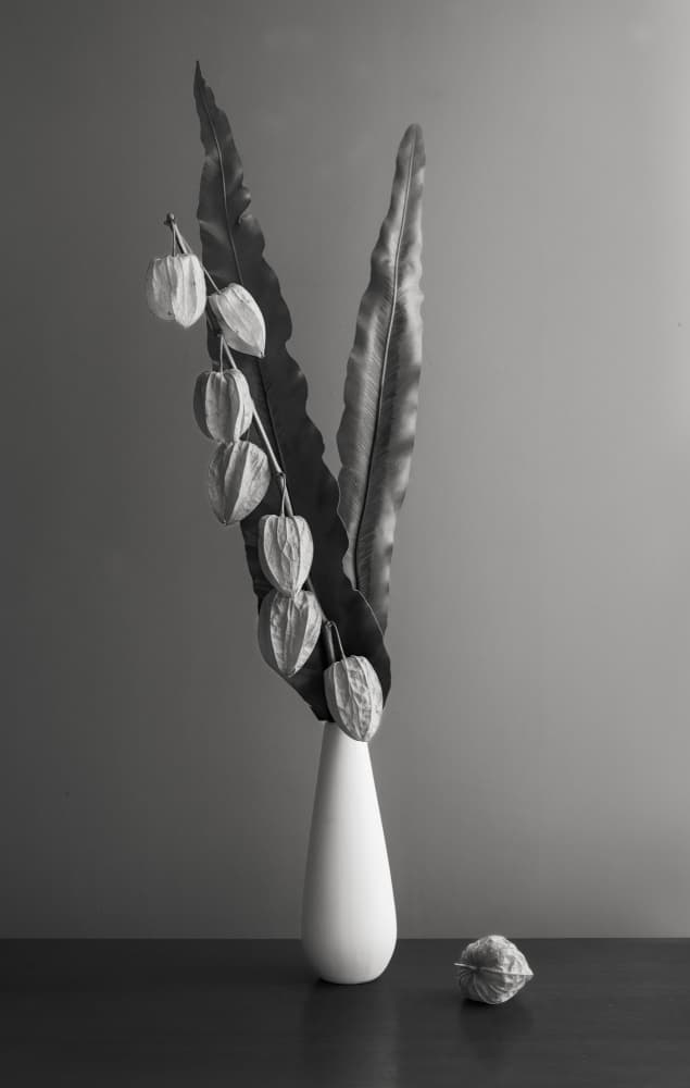 Dried Botanical Still Life by Makihiko Hayama — canvas wall art