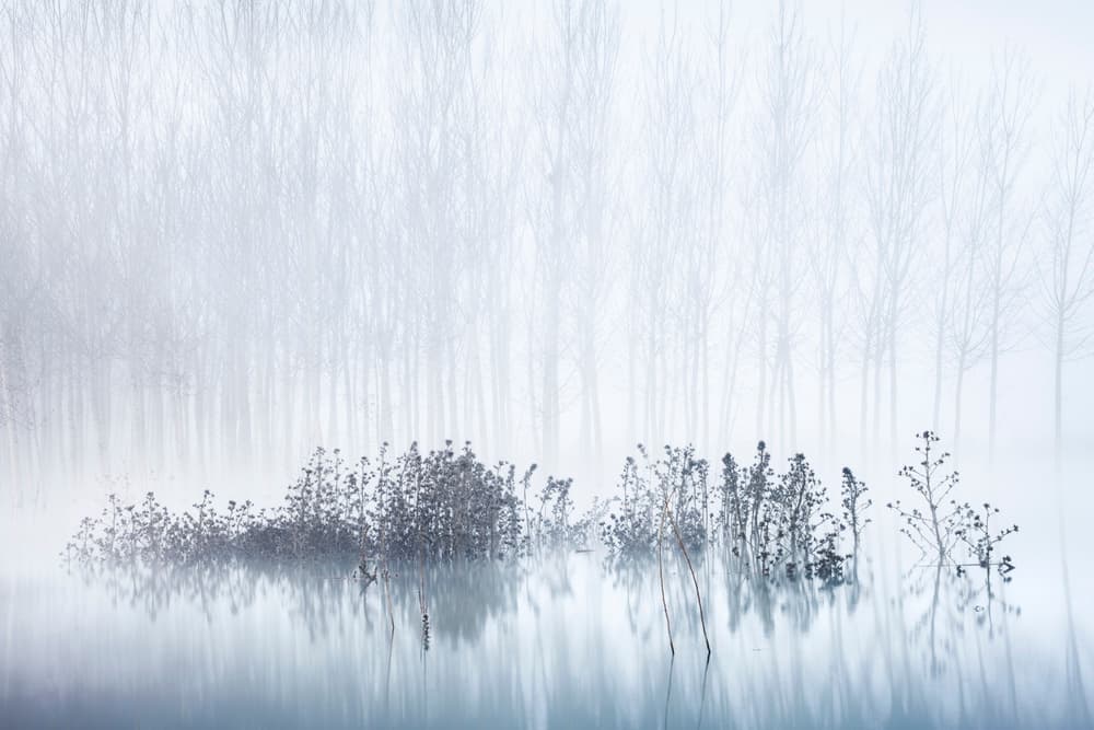 Misty Winter Trees by David Frutos — canvas wall art