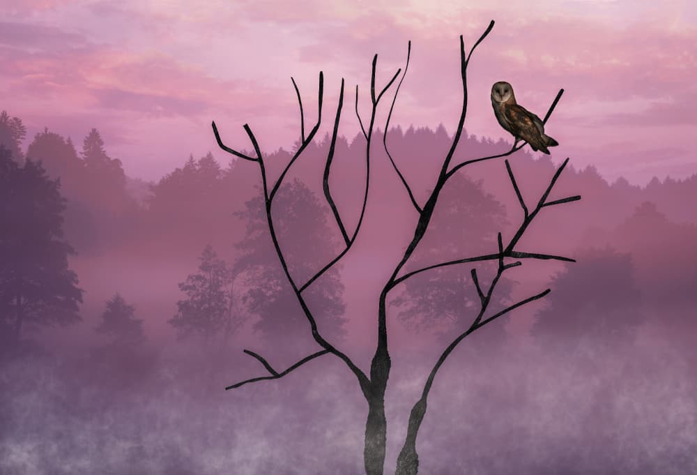 Owl in Purple Mist by Barbara A. Fletcher — canvas wall art