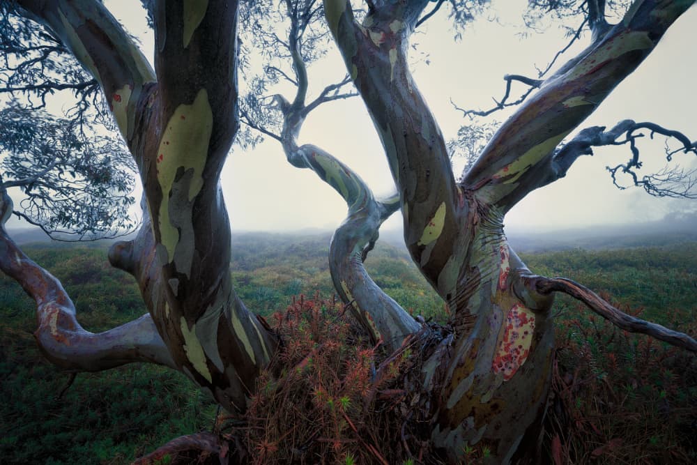 Misty Twisted Eucalyptus by YANGYING — canvas wall art