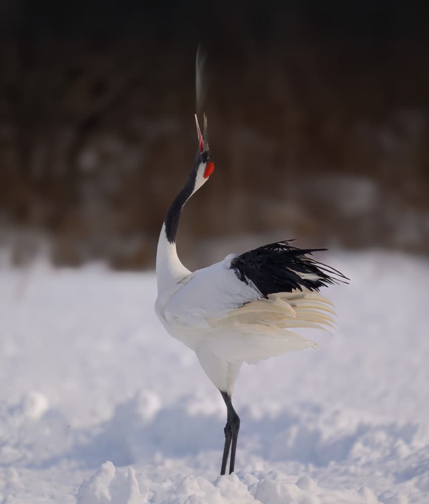 Red-crowned Crane Snow by Mike He — canvas wall art