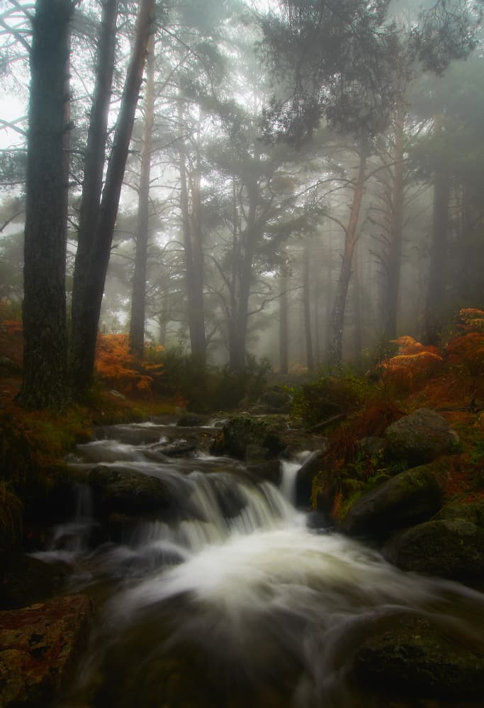 Autumn Misty Forest Stream by Sergio Cameno — canvas wall art