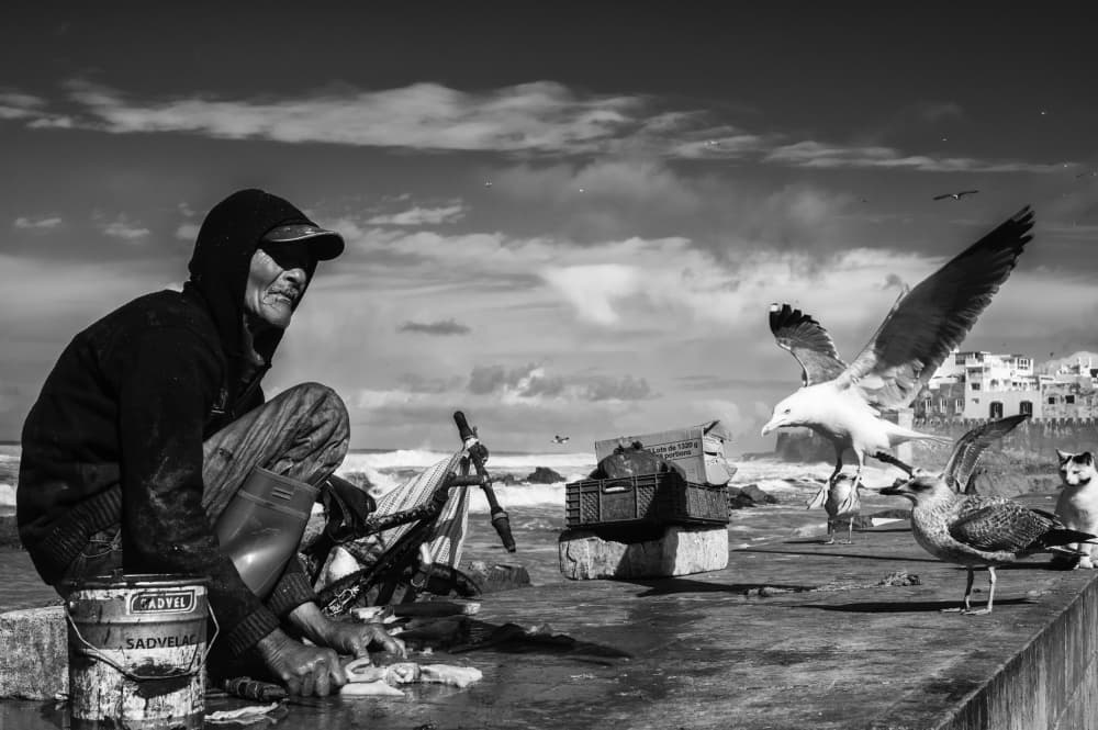 Fisherman Gulls And Cat by Pavol Stranak — canvas wall art