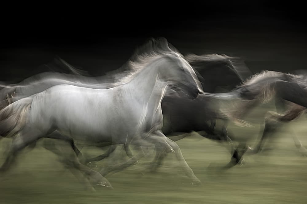 Galloping Horses Motion by Milan Malovrh — canvas wall art