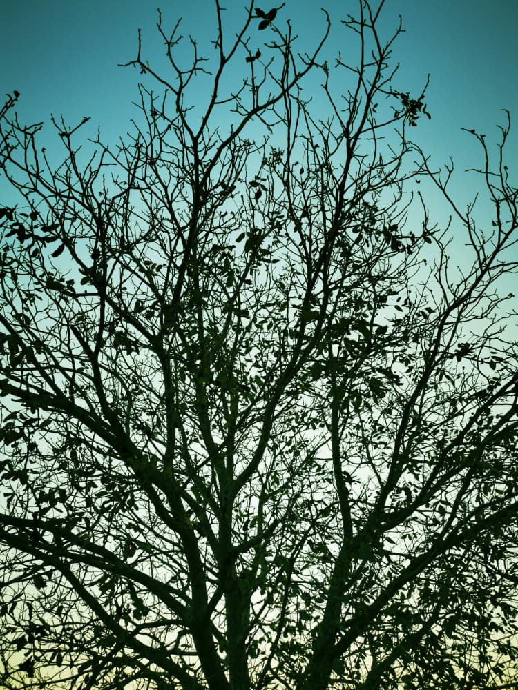 Tranquil Tree Silhouette by Angelo Cerantola — canvas wall art