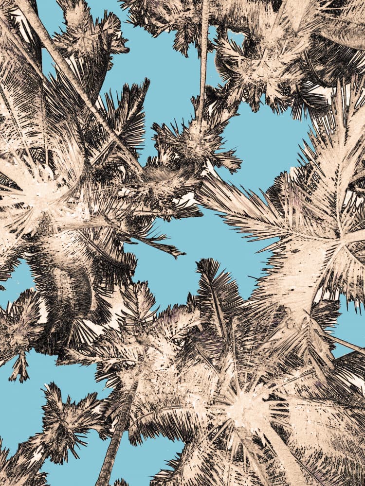 Tropical Blue Sky Palms by Santhosh ch — canvas wall art