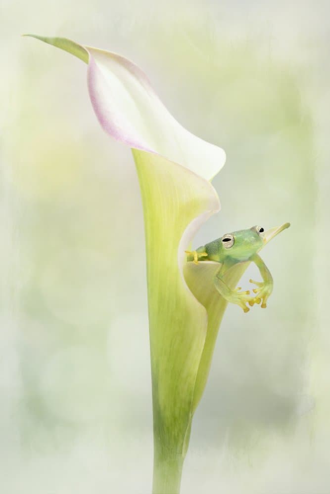 Green Frog on Calla Lily by Linda D Lester — canvas wall art
