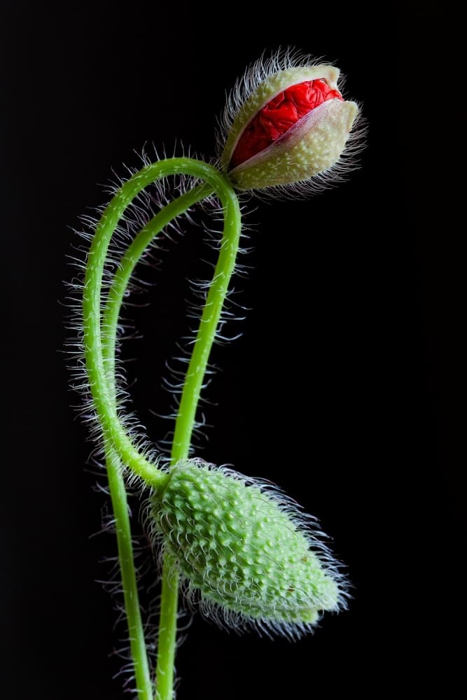 Emerging Poppy Buds by Art Lionse — canvas wall art