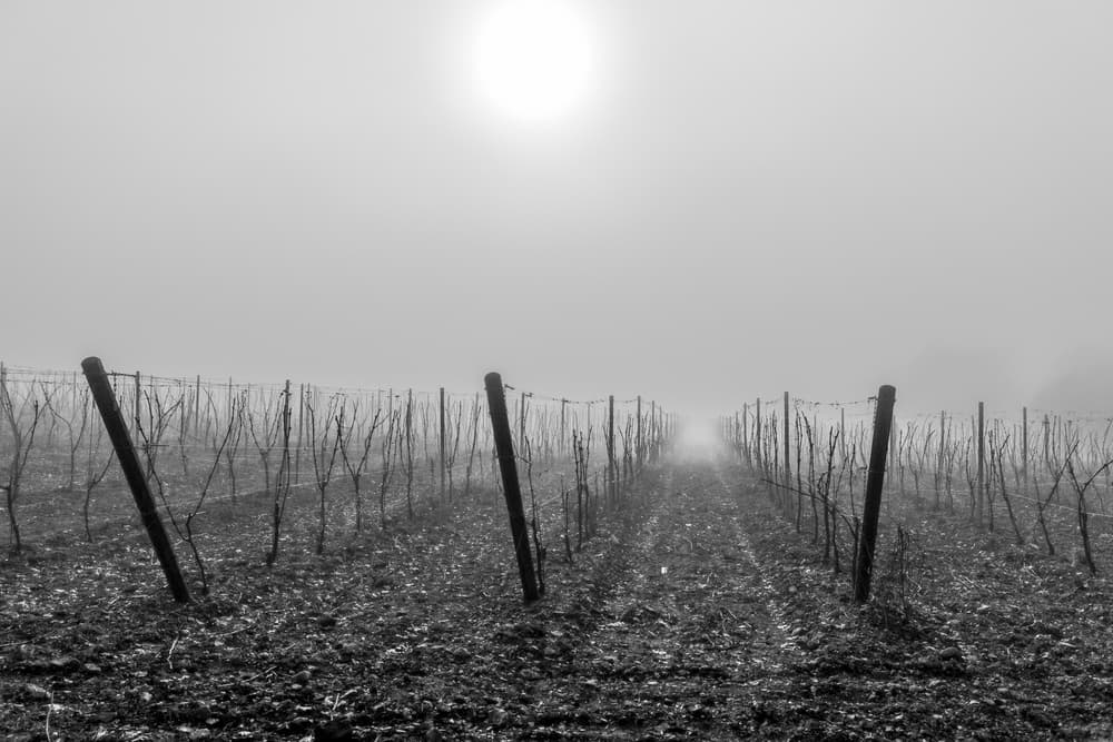 Sunlit Foggy Vineyard by Jean-Louis VIRETTI — canvas wall art