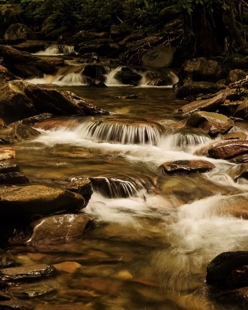 Cascading Forest Stream by Del Mundo Imagery — canvas wall art