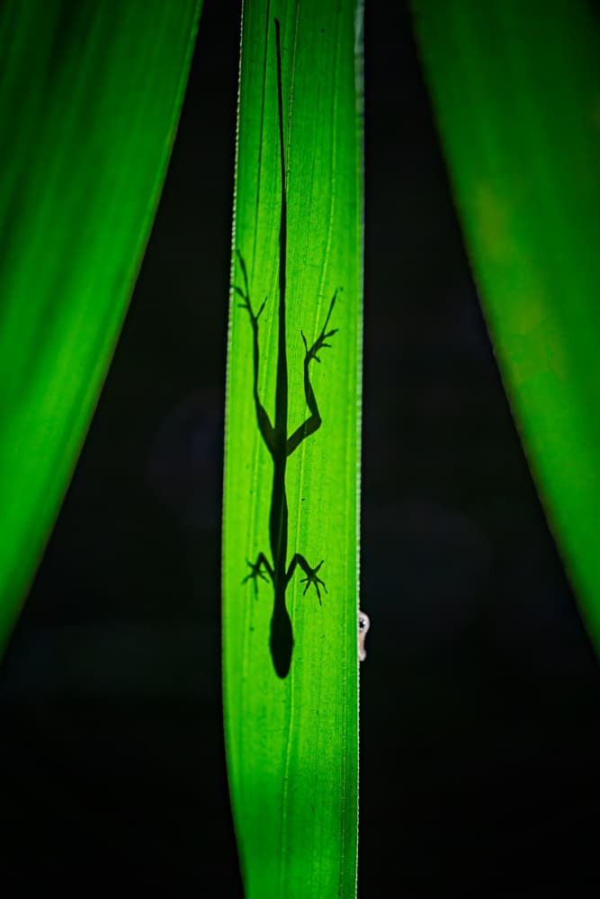 Backlit Lizard Silhouette by Siyu_Wei APA — canvas wall art
