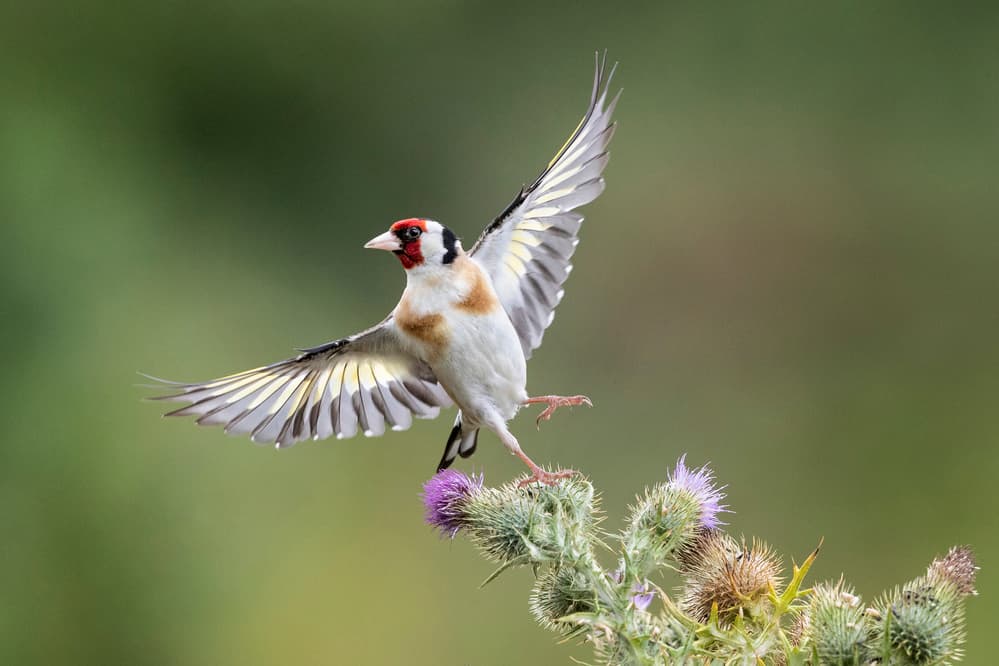 Goldfinch on Thistle by Hugh Wilkinson — canvas wall art