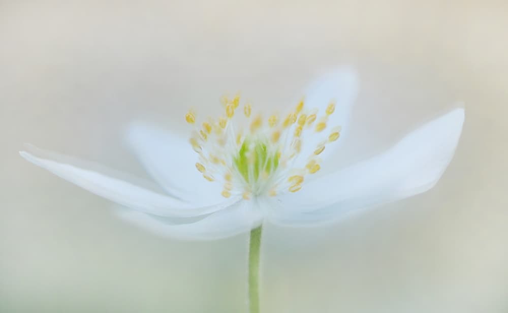 Ethereal White Flower by Lou Urlings — canvas wall art