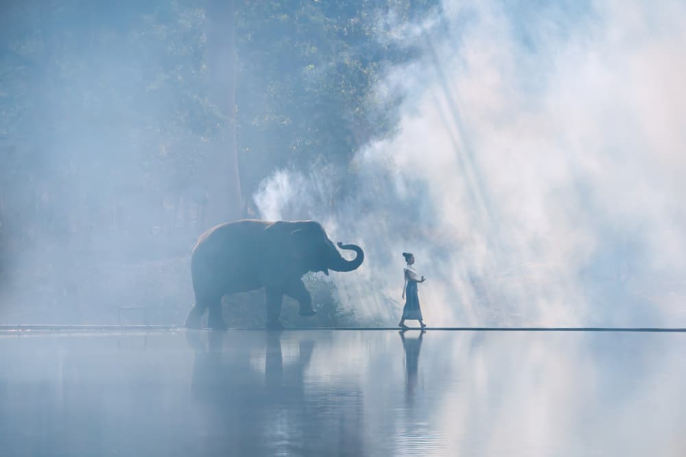 Misty Elephant Journey by Rae Zhang — canvas wall art