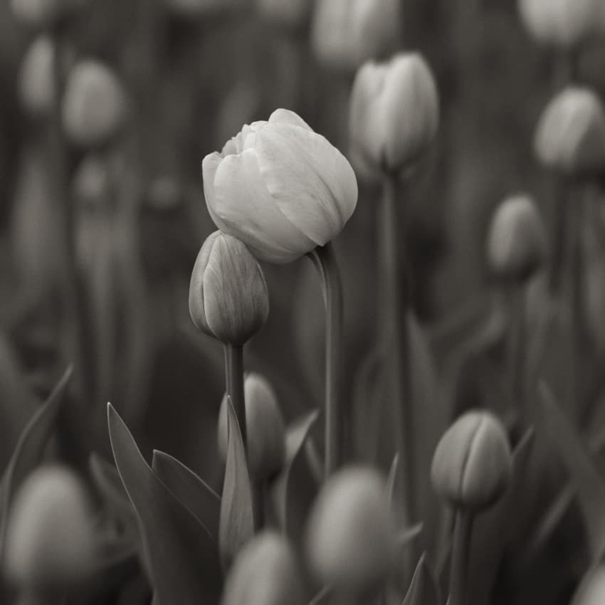 Soft Black White Tulips by Samir Pajic — canvas wall art