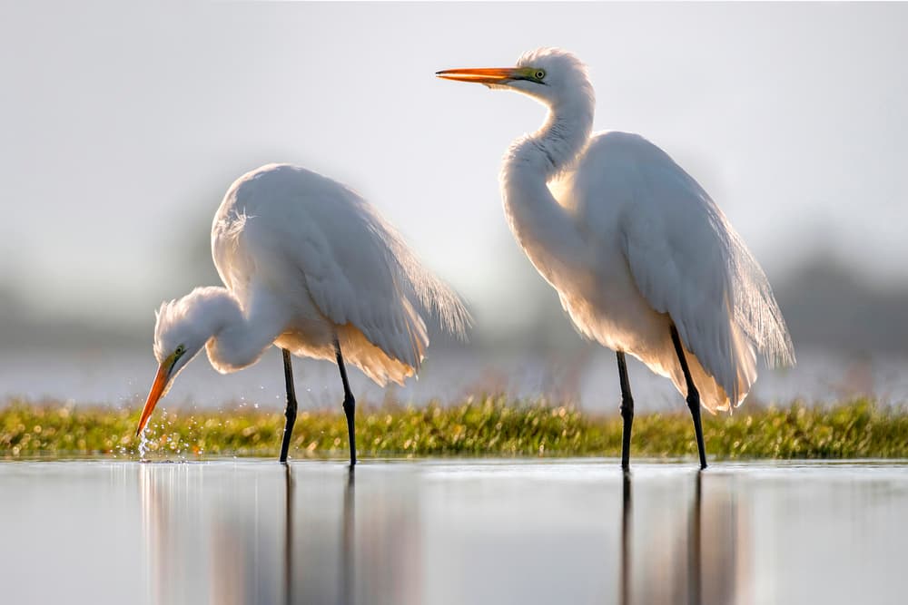 Golden Hour Egrets by Xavier Ortega — canvas wall art