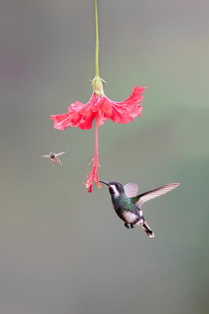 Hummingbird Nectar by Bill Lu — canvas wall art