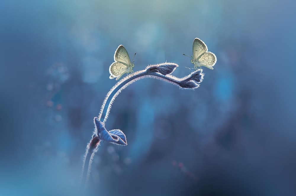 Delicate Butterfly Duo by Andri Priyadi — canvas wall art