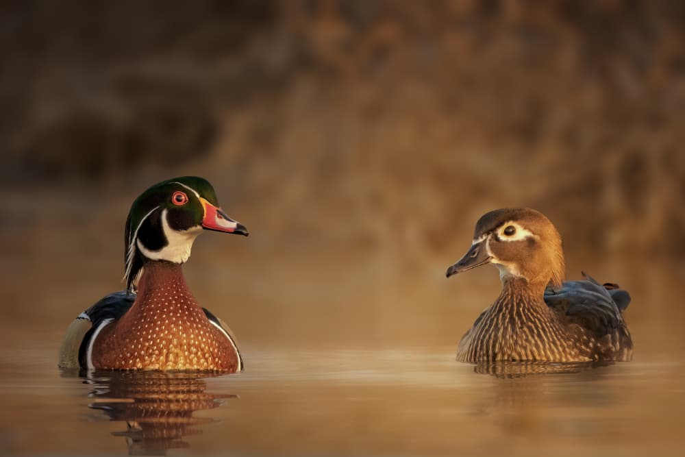 Golden Wood Ducks by Jacob (Jian) Xu — canvas wall art