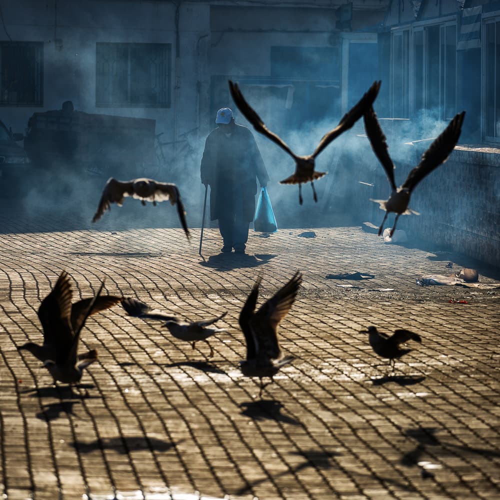 Solitary Walker Gulls by Dan Mirica — canvas wall art