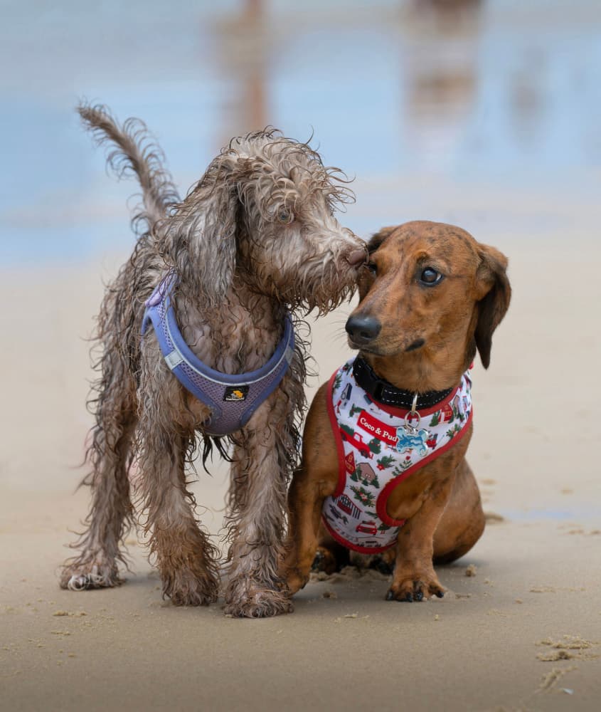 Sweet Beach Dog Friends by Emanuel Papamanolis — canvas wall art