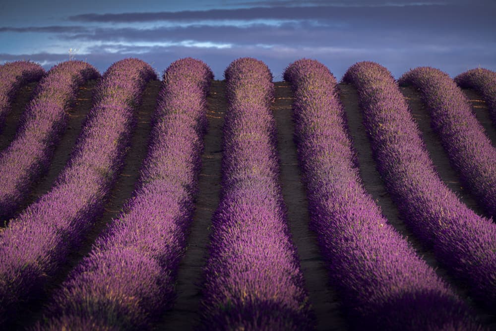 Lavender Fields at Dusk by Jesus Concepcion Alvarado — canvas wall art
