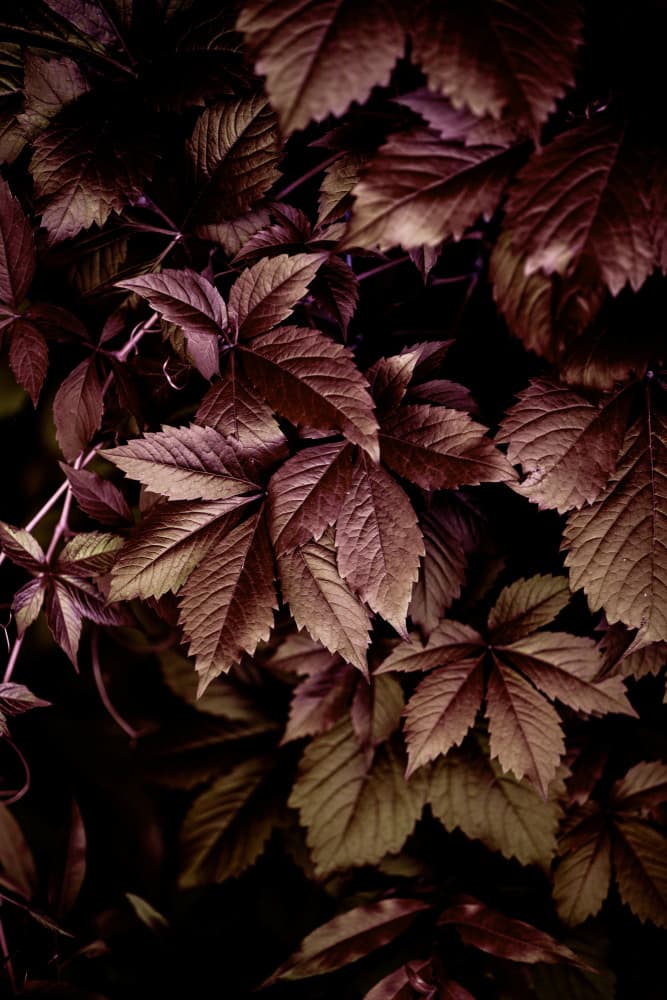 Autumn Leaves 13 by Mareike Böhmer — canvas wall art