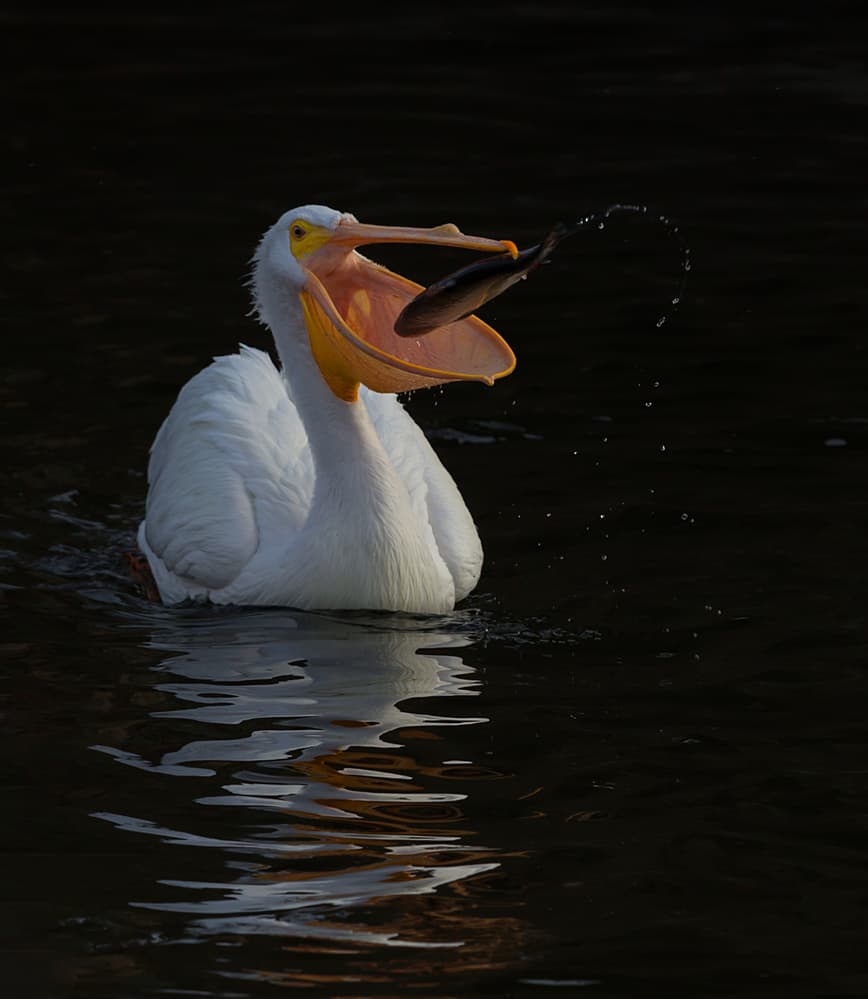Pelican Catches Fish by Cheng Chang — canvas wall art