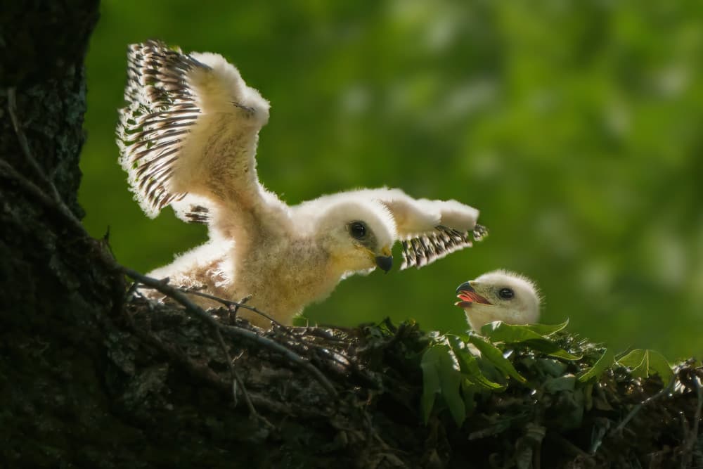 Young Raptors Spreading Wings by Qing Zhao — canvas wall art