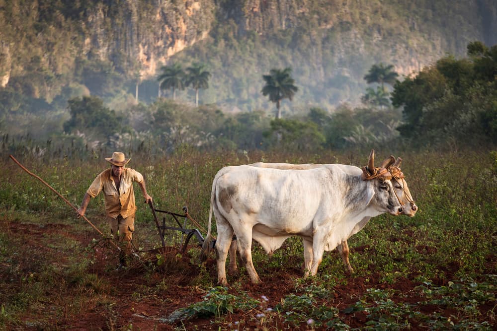 Cuban Farmer Plowing by Dan Mirica — canvas wall art