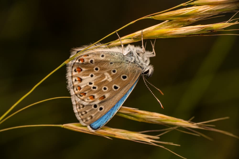 Hanging Blue Butterfly by Mustafa öztürk — canvas wall art