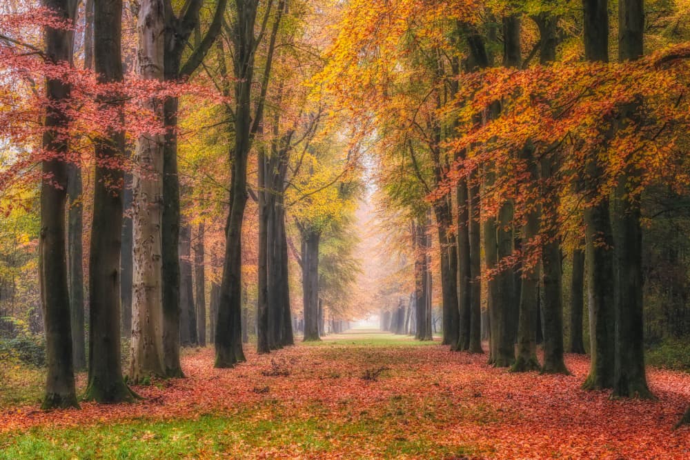 Vibrant Autumn Avenue by Hilda van der Lee — canvas wall art