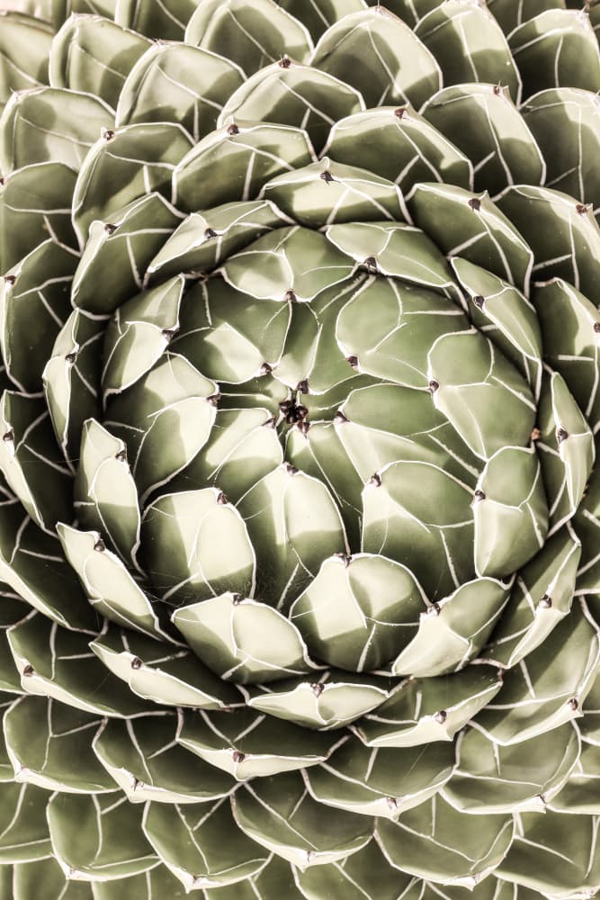Geometric Succulent by Shot by Clint — canvas wall art