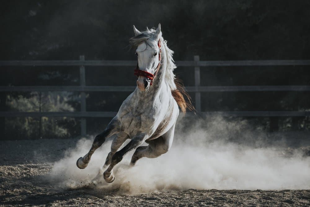 Galloping White Horse by Nazim Tetik — canvas wall art