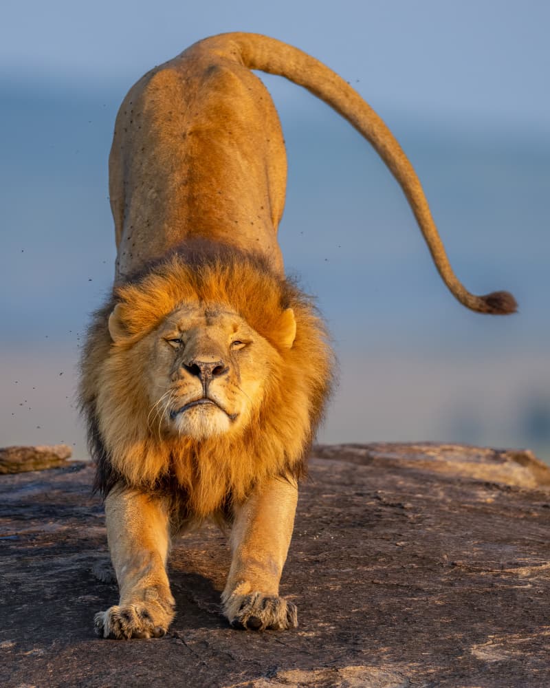 Majestic Lion Stretch by Ahmed Elsheshtawy — canvas wall art