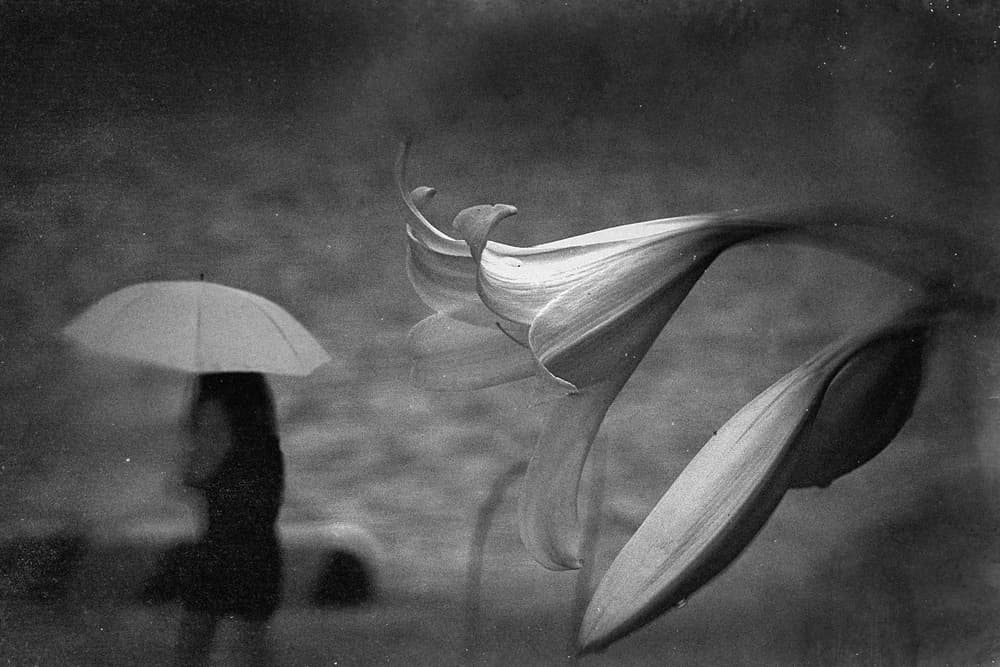 Rainy Lilies Umbrella by Teruhiko Tsuchida — canvas wall art