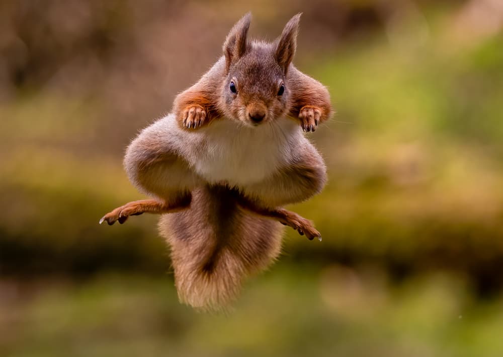 Red Squirrel Mid-Air by David Bennion — canvas wall art