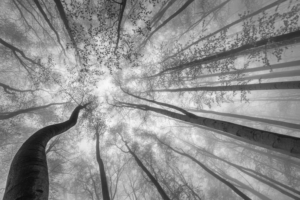 Misty Forest Canopy by Tom Pavlasek — canvas wall art