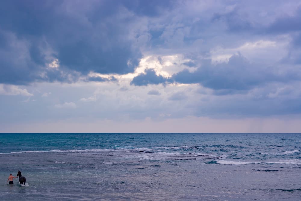 Horse Ocean Serenity by Tal Paz-Fridman — canvas wall art