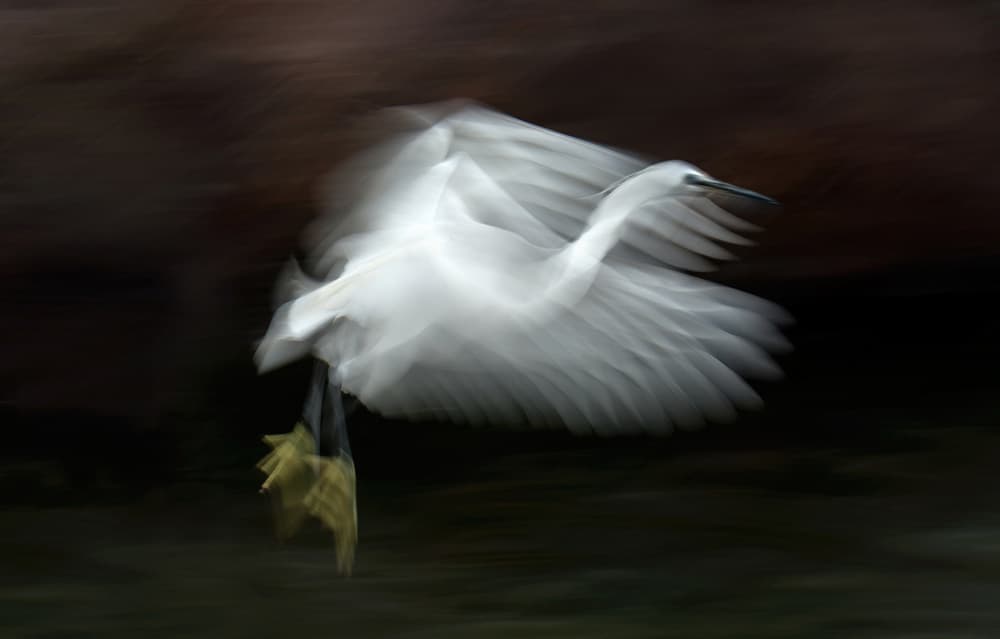 Graceful Egret Flight by Xavier Ortega — canvas wall art