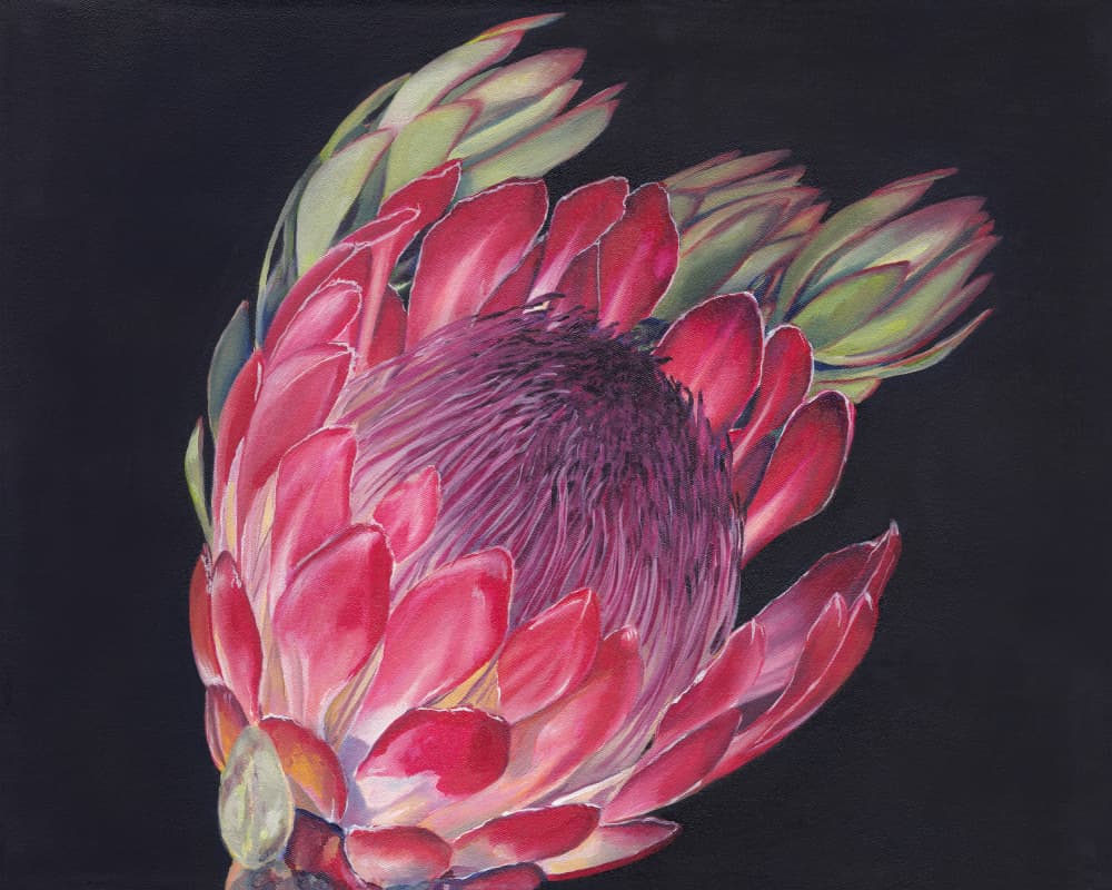 Vibrant Protea Bloom by Viccy Wanliss — canvas wall art