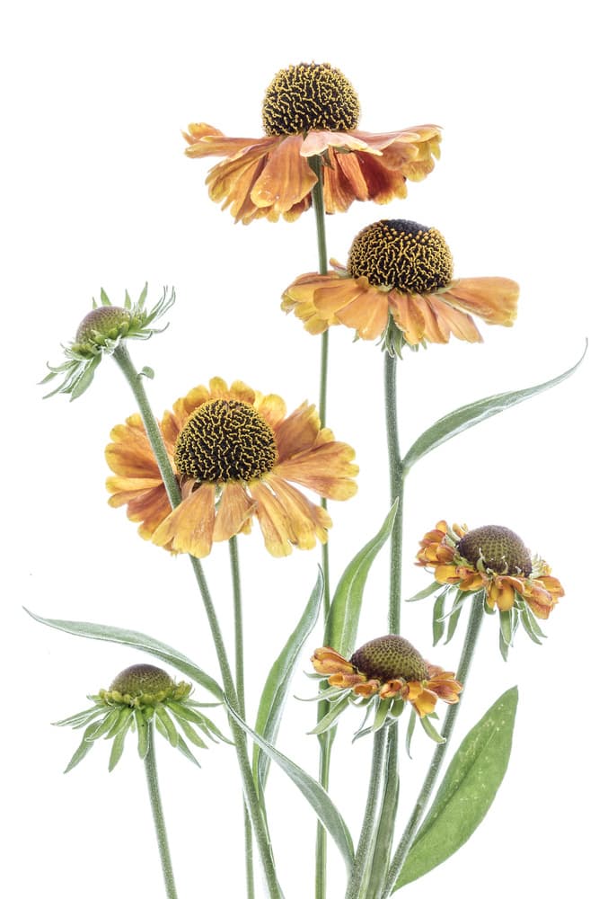 Helenium by Mandy Disher — canvas wall art