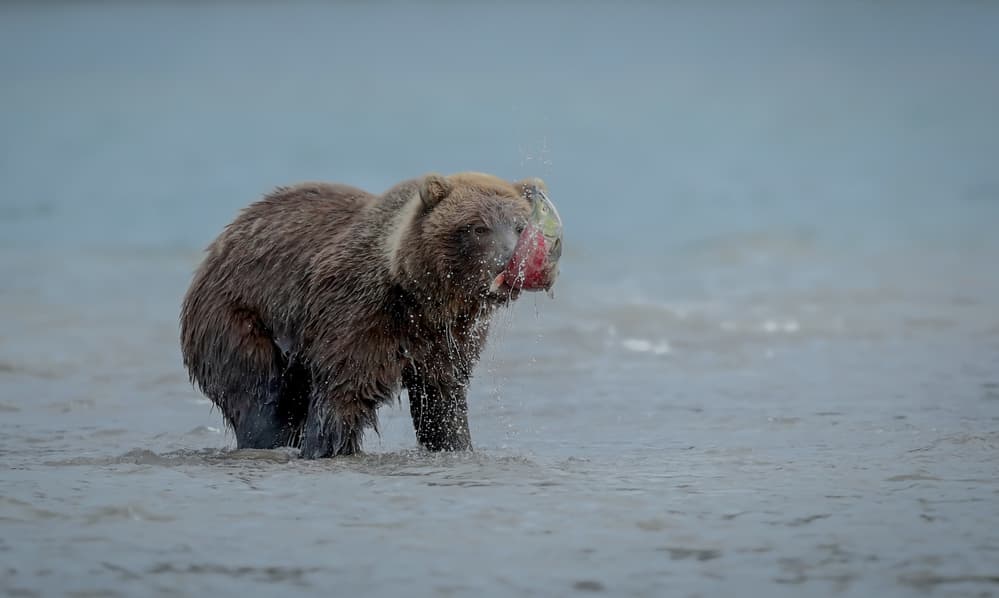 Grizzly Bear Fishing by Roshkumar — canvas wall art