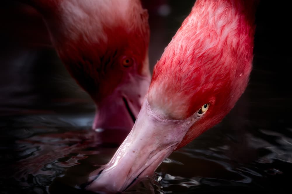 Pink Flamingos Drinking by Eiji Itoyama — canvas wall art