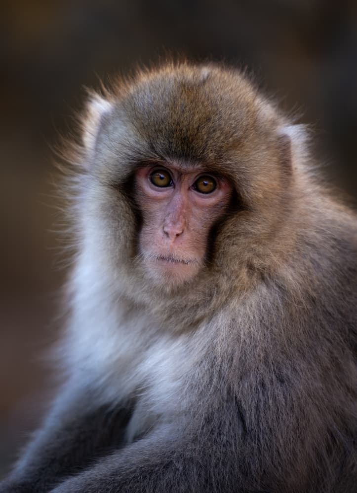 Thoughtful Monkey Gaze by Joanna W — canvas wall art