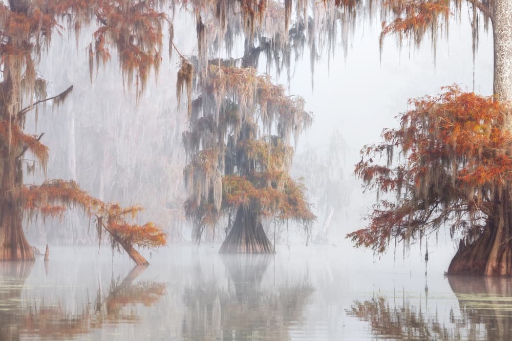 Misty Autumn Cypress Swamp by Roberto Marchegiani — canvas wall art