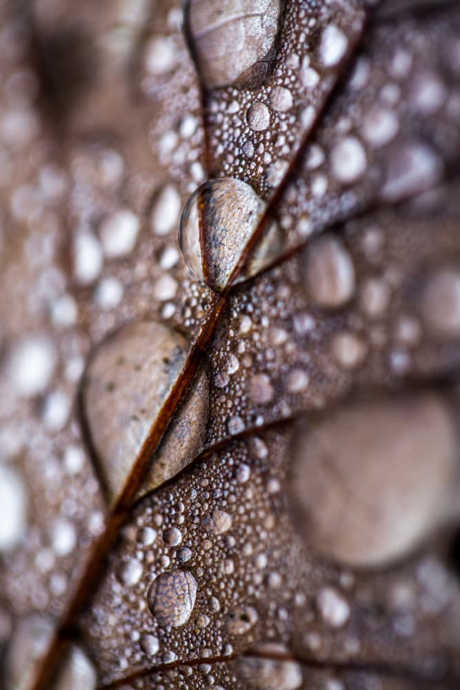 Autumn Rain by Mareike Böhmer — canvas wall art
