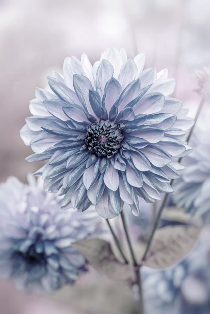Soft Blue Dahlia Blooms by Jacky Parker — canvas wall art