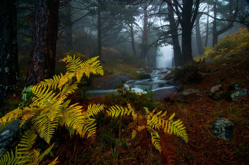 Misty Forest Stream by Sergio Cameno — canvas wall art